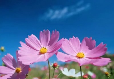 波斯菊和格?；ㄊ且恢只?最耐阴的漂亮花卉
