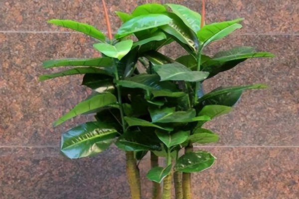 绿植琴叶榕好养吗