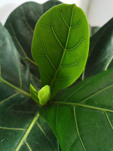 绿植琴叶榕好养吗