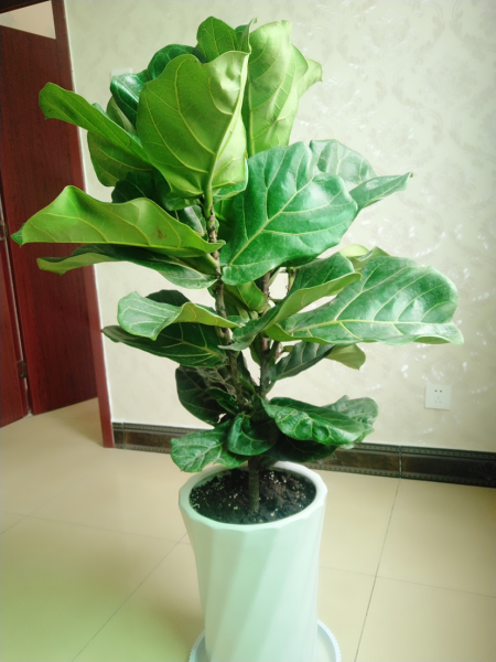 绿植琴叶榕好养吗