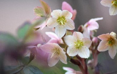 中国名贵花卉排名 高档名贵绿植盆栽