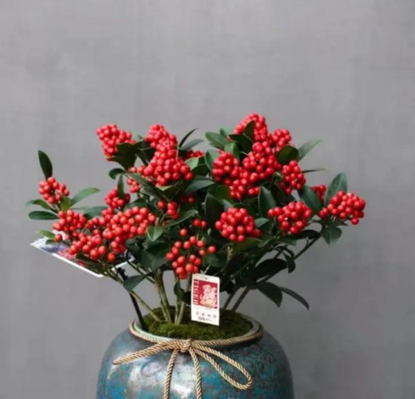 中国名贵花卉排名