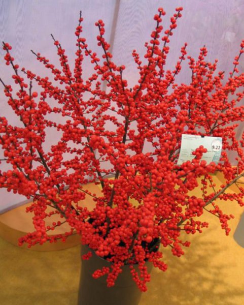 中国名贵花卉排名
