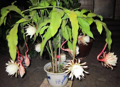 昙花几年才能开花 关于昙花的修剪方法