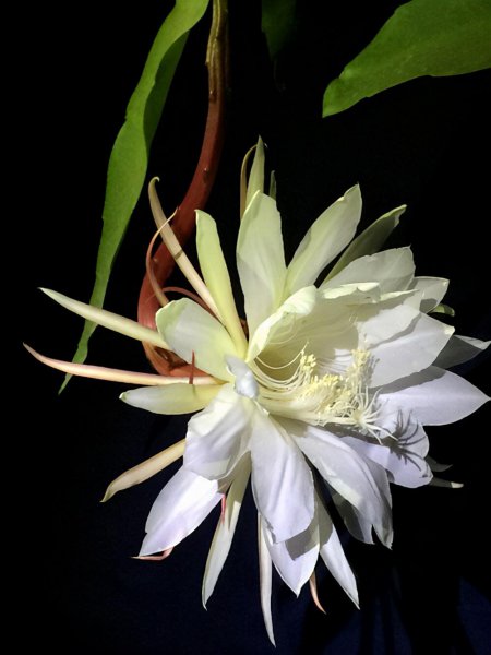 昙花几年才能开花