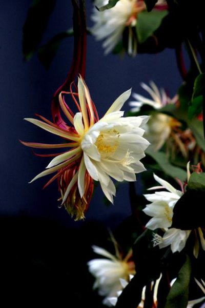 昙花几年才能开花
