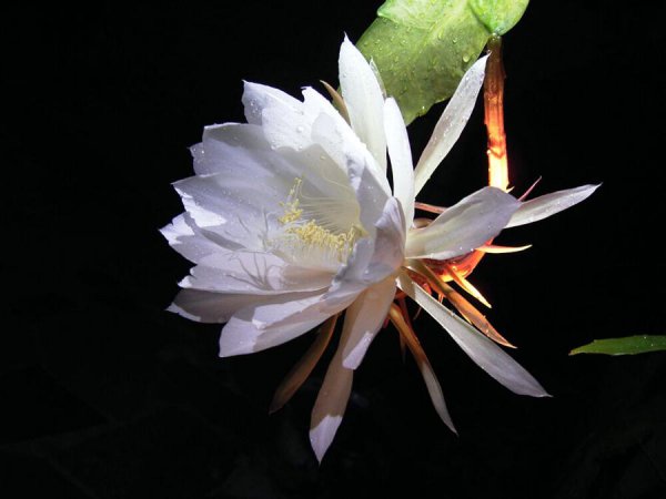 昙花几年才能开花