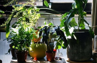 客厅适合摆放的十大植物 客厅网红大型绿植推荐