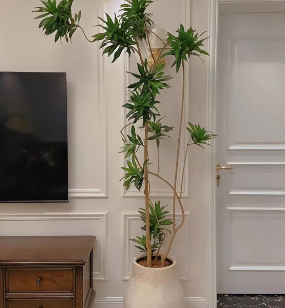 客厅适合摆放的十大植物