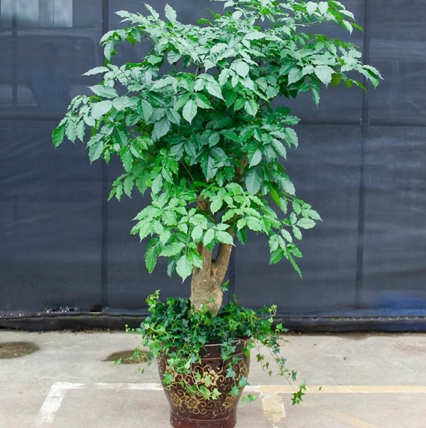 客厅适合摆放的十大植物