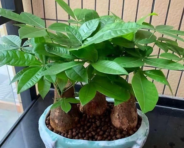 客厅适合摆放的十大植物