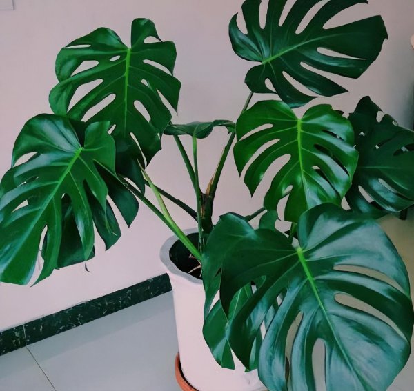 客厅适合摆放的十大植物