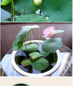 水培莲花的养殖方法有哪些 家里养碗莲的寓意