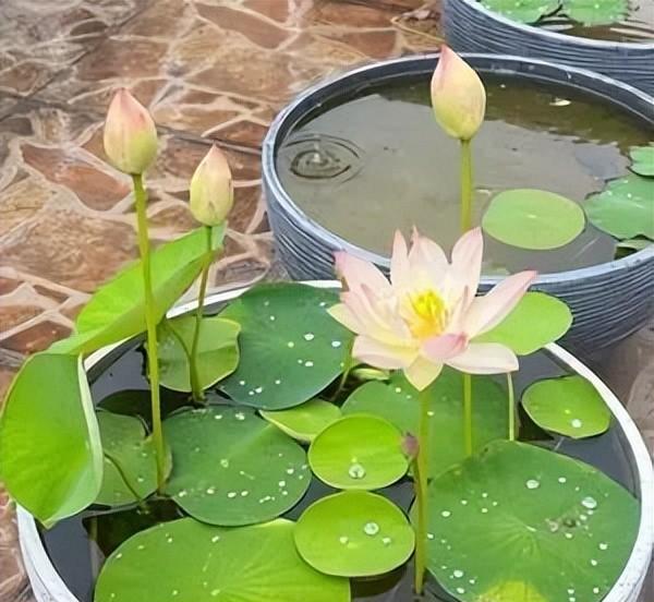 水培莲花的养殖方法有哪些