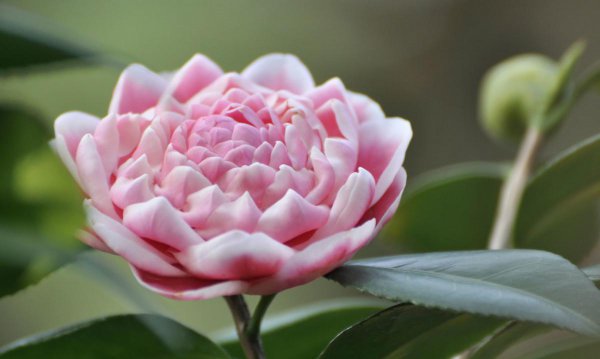 山茶花几月开花