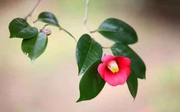 山茶花几月开花