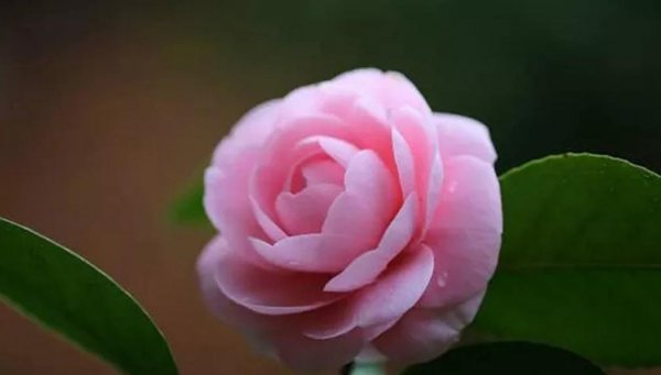 山茶花几月开花