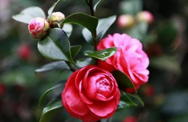 山茶花几月开花