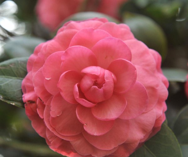 山茶花几月开花