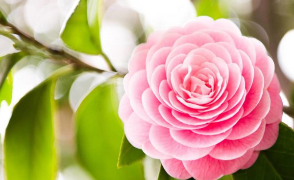 山茶花几月开花