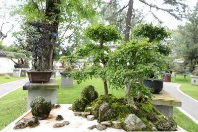 室内盆景植物有哪些品种 适合室内养的植物排名