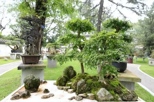 室内盆景植物有哪些品种