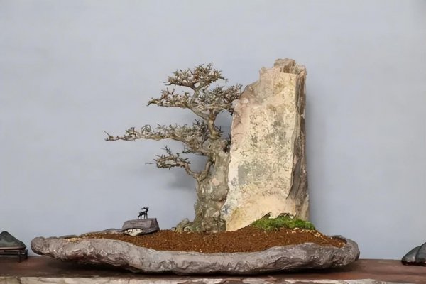 室内盆景植物有哪些品种