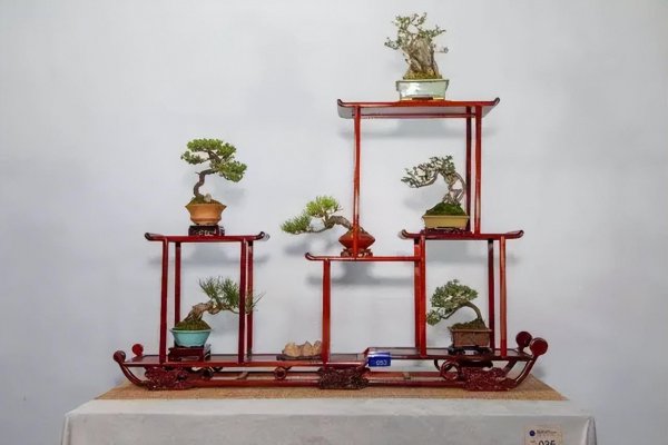 室内盆景植物有哪些品种