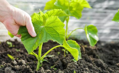 9月份可以种黄瓜吗 黄瓜苗种植方法全过程