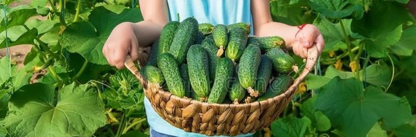 9月份可以种黄瓜吗