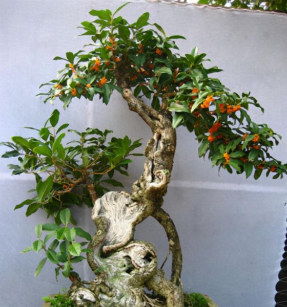 桂花修剪时间和方法