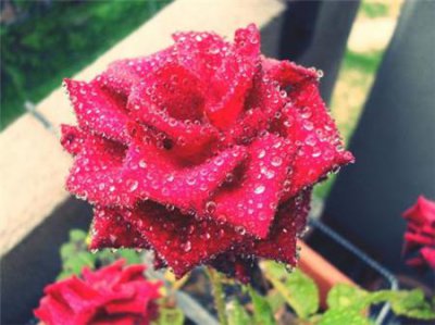 玫瑰用什么肥料最好 玫瑰花养护的正确方法