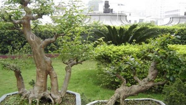 小叶黄杨种植技术要点