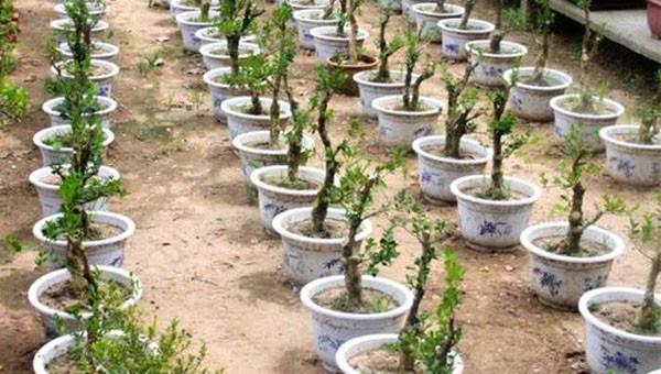 小叶黄杨种植技术要点