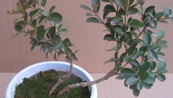 小叶黄杨种植技术要点