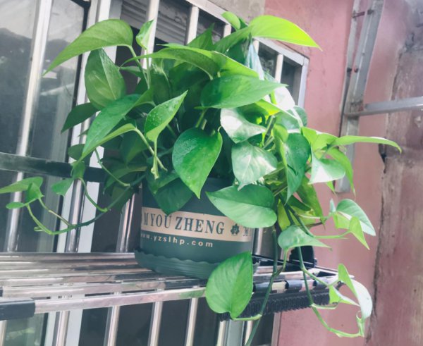 绿萝夏天叶子发黄是什么原因