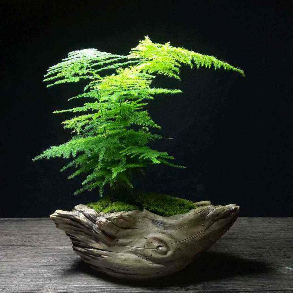 文竹盆景养殖方法