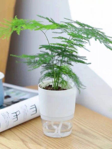 文竹盆景养殖方法