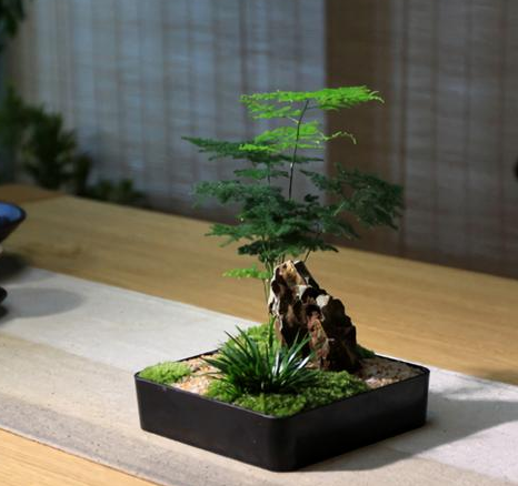 文竹盆景养殖方法