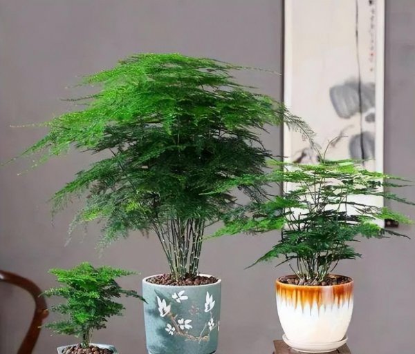 文竹盆景养殖方法