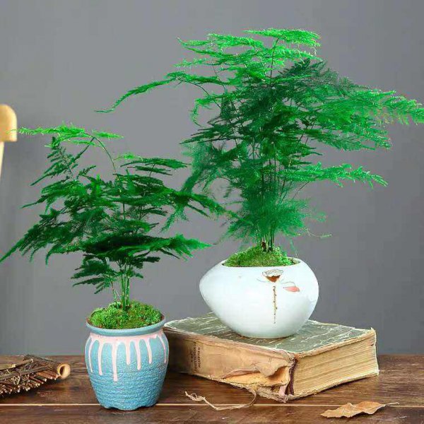 文竹盆景养殖方法