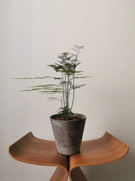 文竹盆景养殖方法