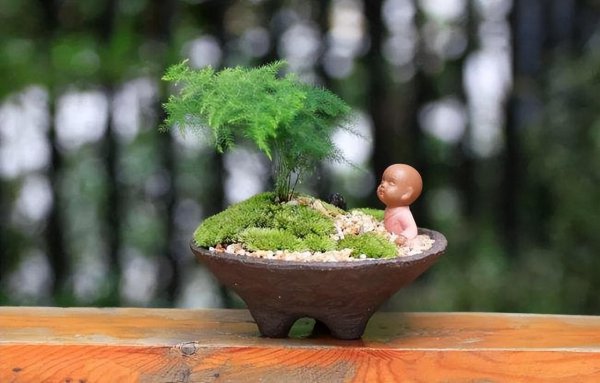文竹盆景养殖方法