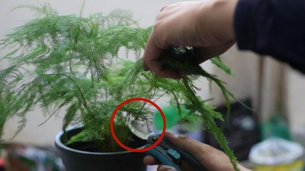 文竹盆景养殖方法