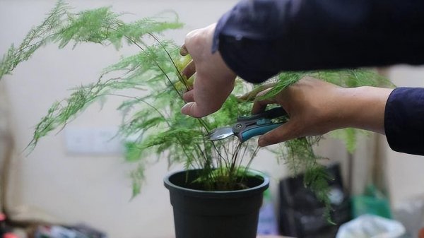文竹盆景养殖方法