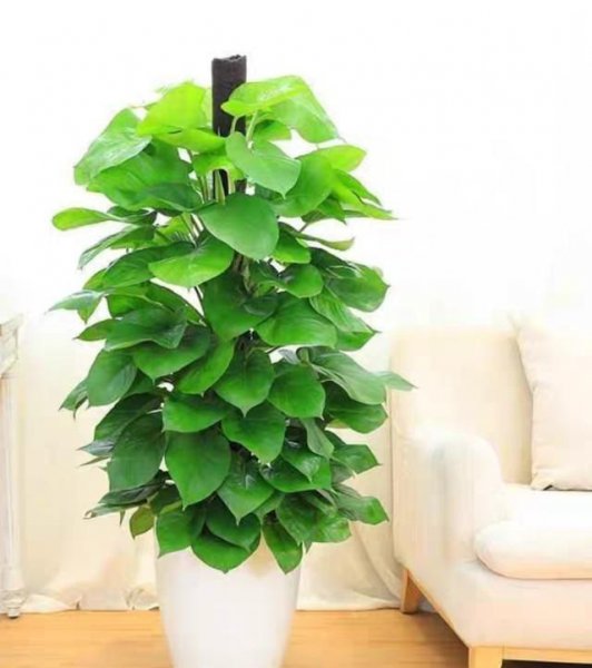 室内小盆栽什么植物最好