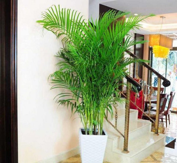 室内小盆栽什么植物最好