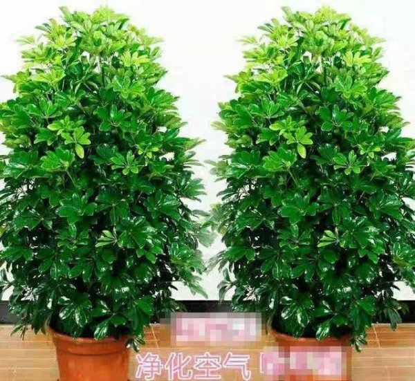 室内小盆栽什么植物最好