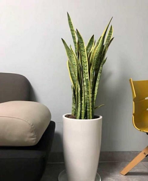室内小盆栽什么植物最好