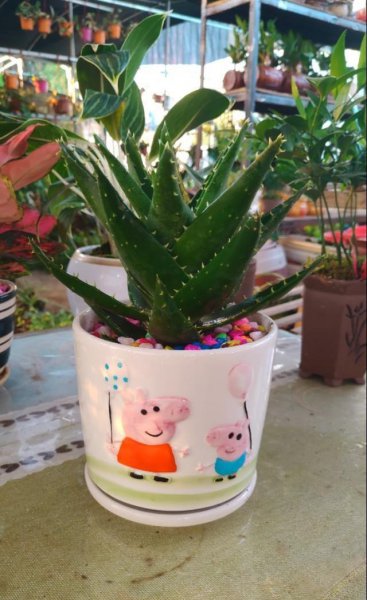 室内小盆栽什么植物最好